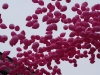 14 I palloncini in onore della maglia rosa